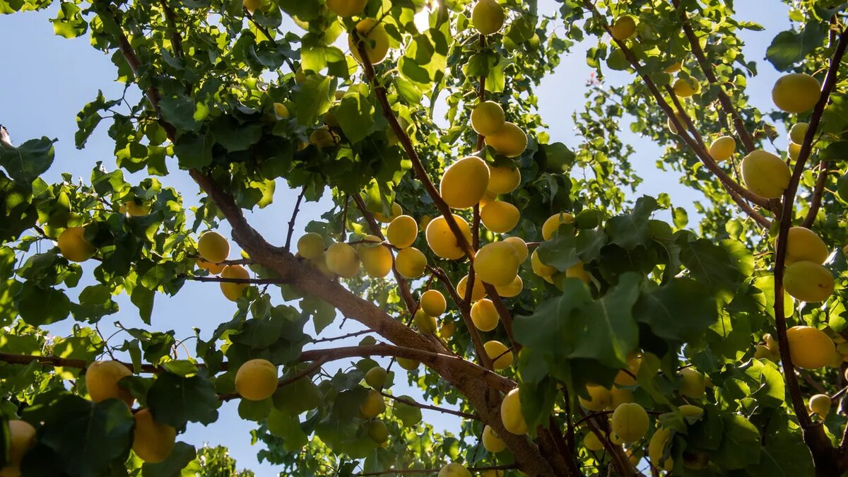 © Sputnik / Aram Nersesyan