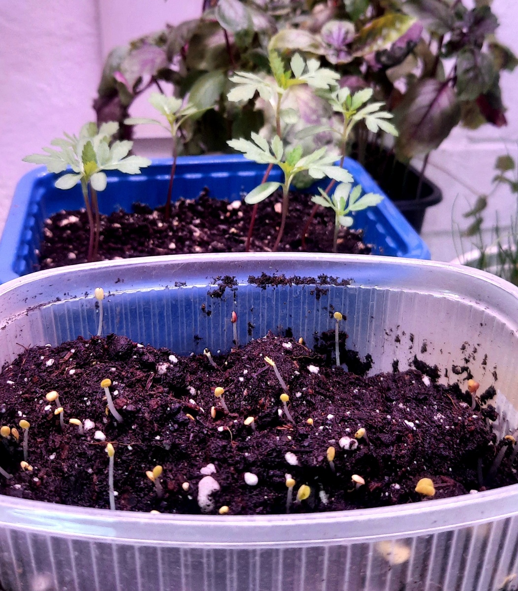 Фото автора. Свежие всходы базилика на переднем плане. Старый базилик - на заднем.