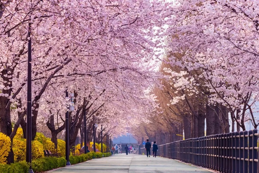 Цветущие вишни в Корее