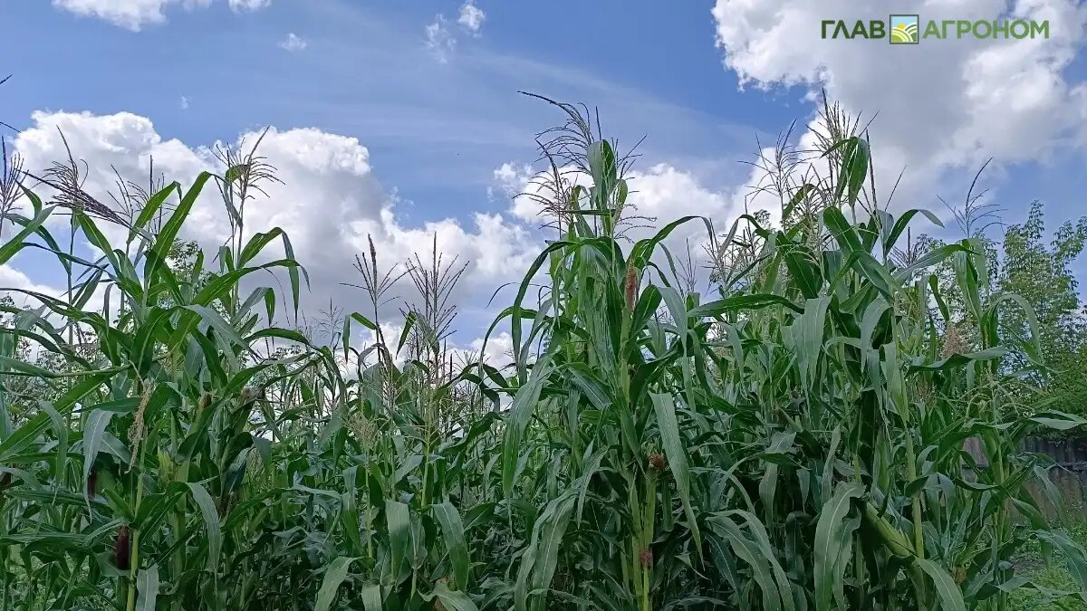Фото:© Артем Борисов / Glavagronom.ru Регионы-лидеры по площадям под кукурузой в 2025 году