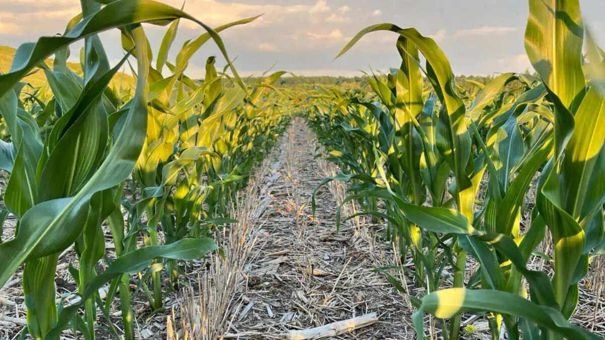 Фото:Владимир Плотов
Посевы кукурузы Владимира Плотова