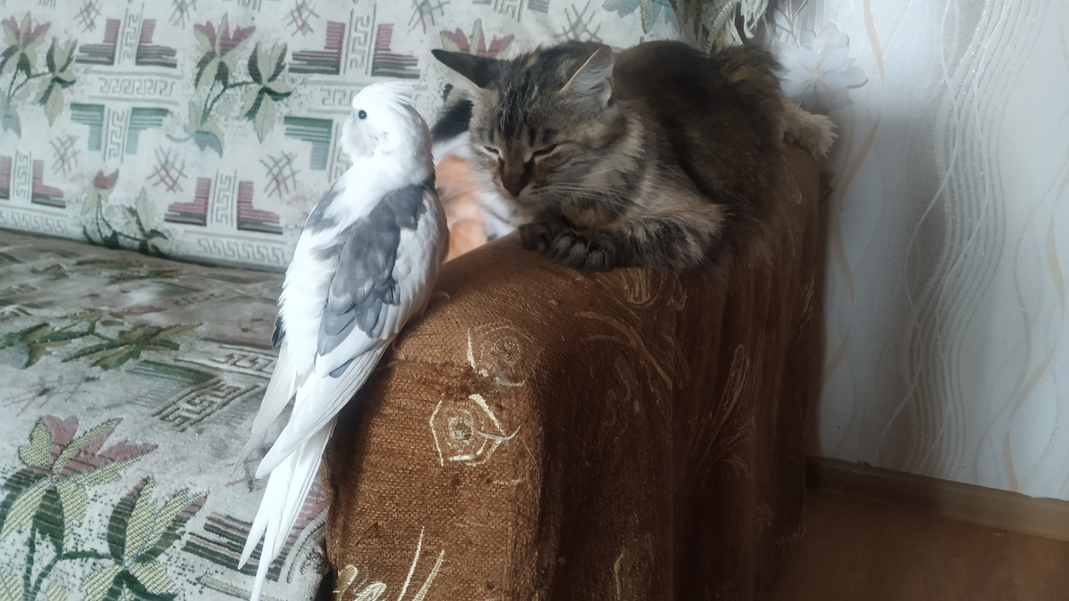 Крош и Моська