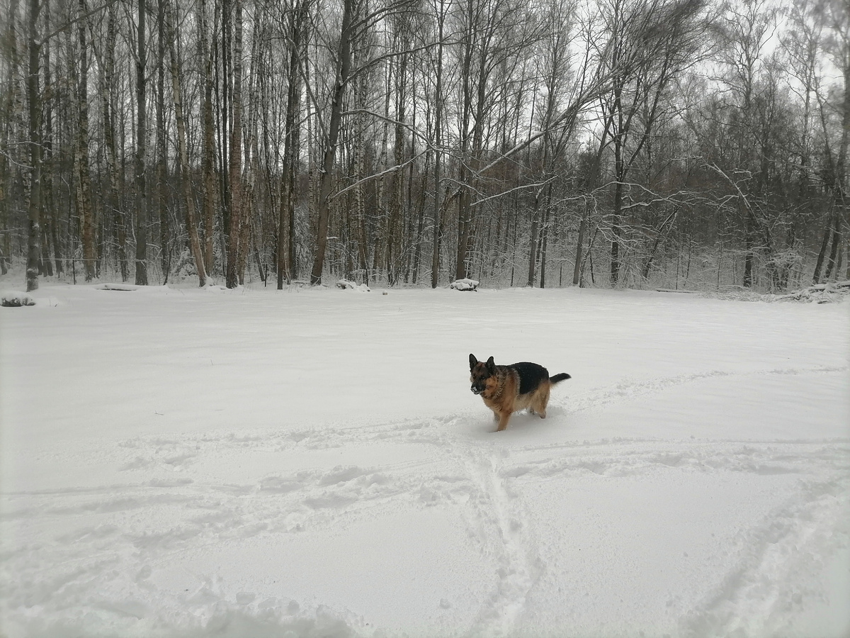 Фредик бегает по заснеженной поляне