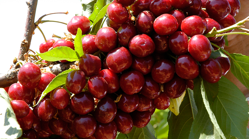 Черешня Лапинс