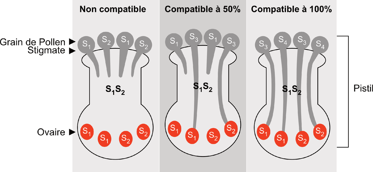 Эффективность опыления: с разными S-аллелями происходит более эффективное прорастание пыльцы