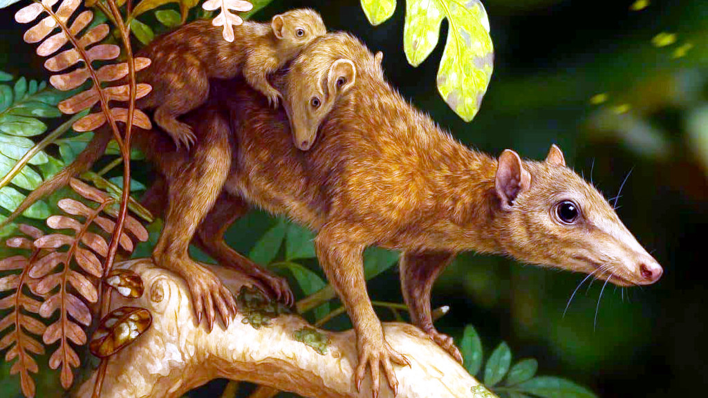 Млекопитающие позднего мезозоя всего лишь умели, но не предпочитали лазить по деревьям.