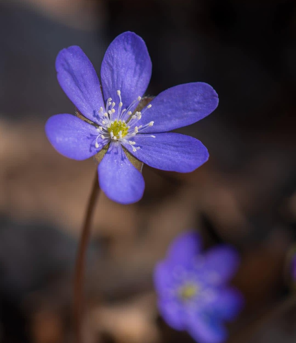 Автор фото simpleisbeautifulphotography
