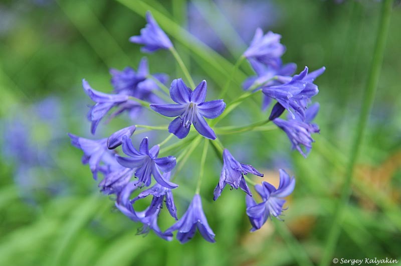 Агапантус Royal Blue