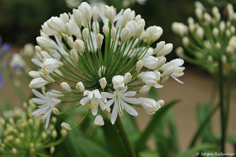 Агапантус White Heaven