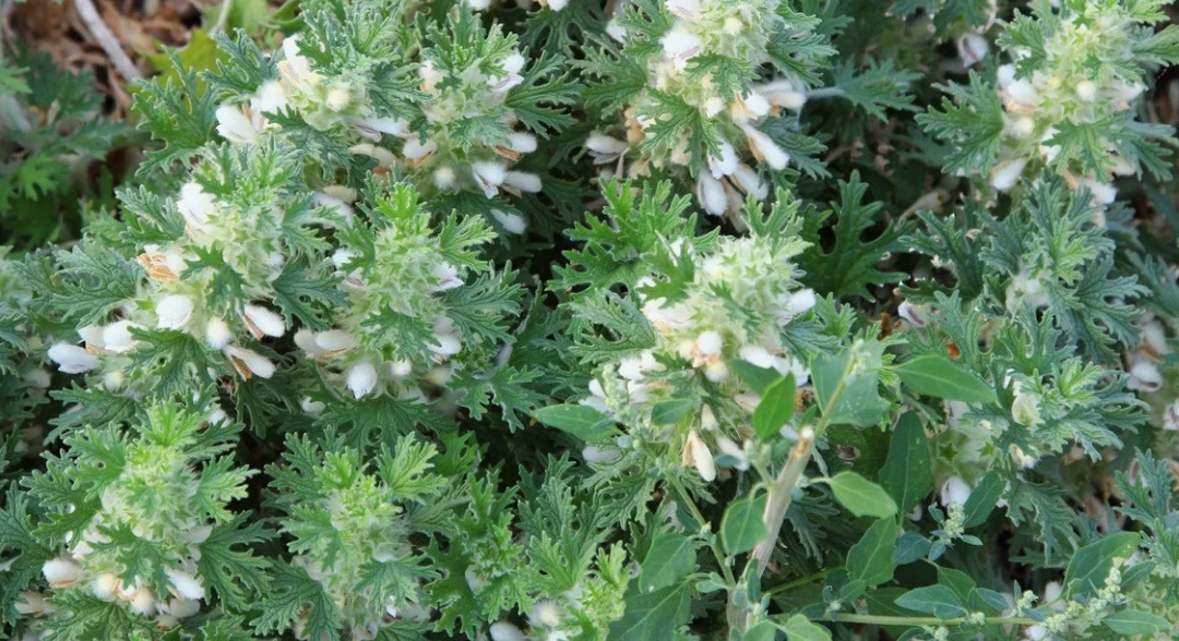 Панцерия Шерстистая - Гремячая травка