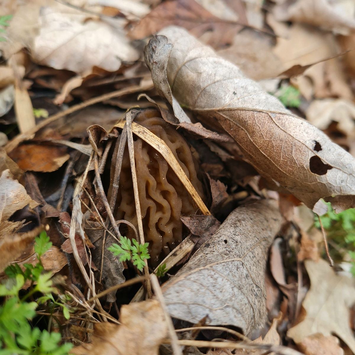 В начале сезона, пока ножка еще совсем маленькая найти грибы очень сложно. 