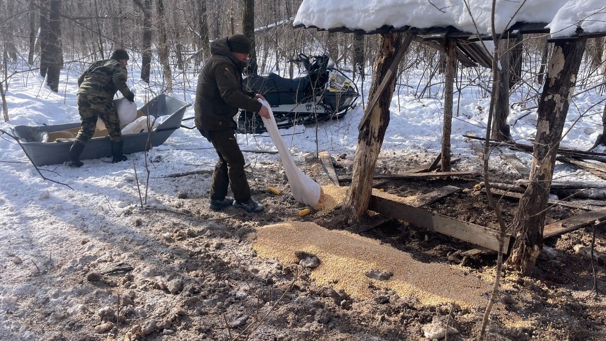     Источник: КГБУ «Служба по охране животного мира и особо охраняемых природных территорий Хабаровского края»