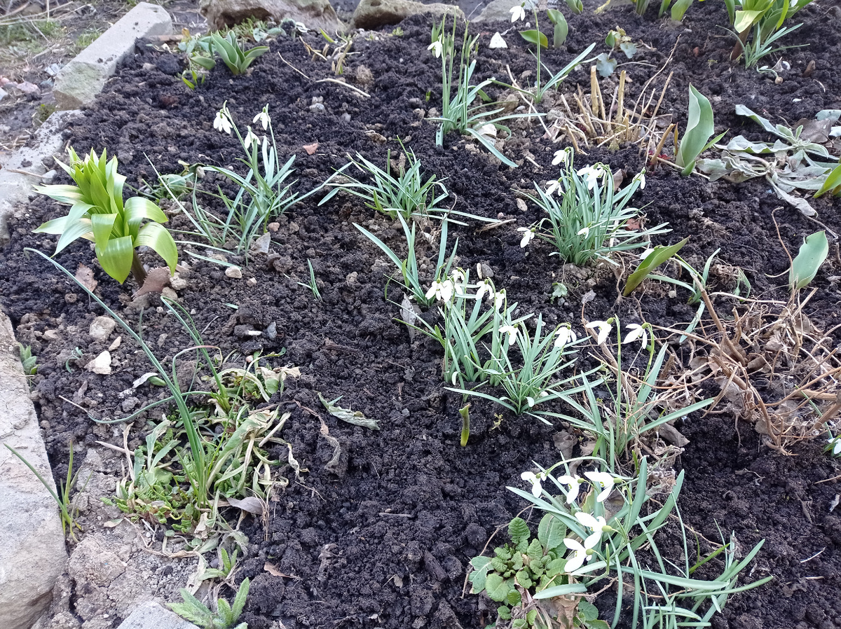 Вот они  первоцветы! И здесь видно ка подрос росток лилии. Листайте галерею