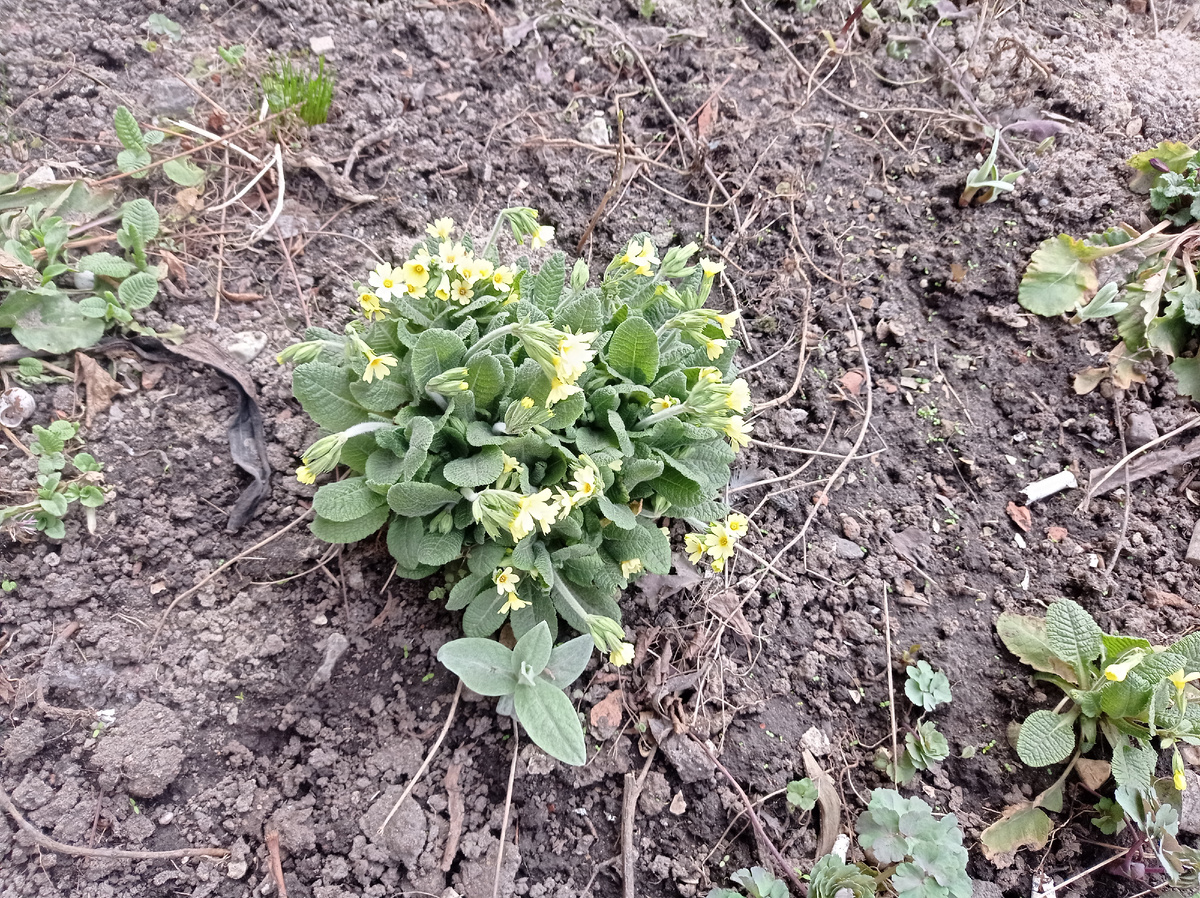 А это красавицы примулы