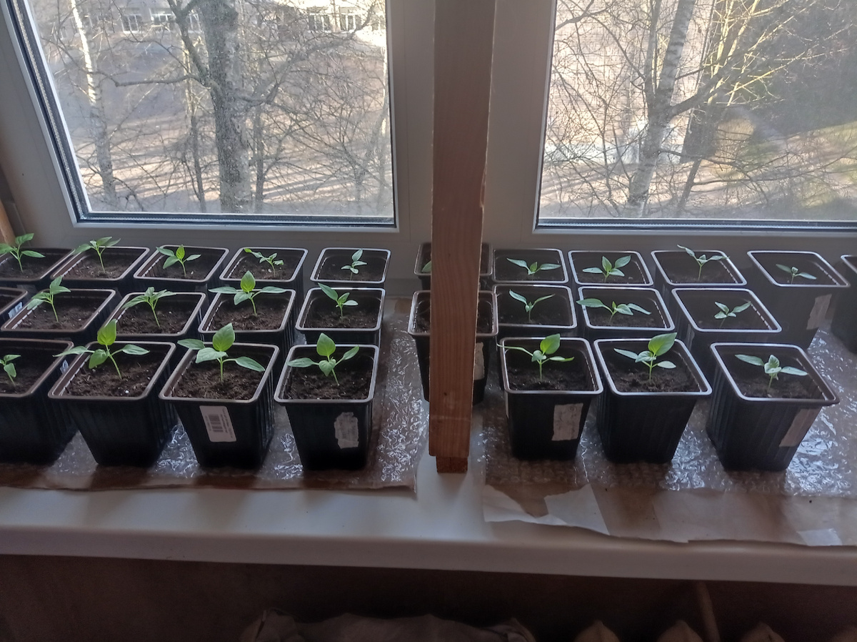 Перцы распикировала 1 апреля - поставила из на подоконник, на втором этаже стоят томаты. Листайте галерею