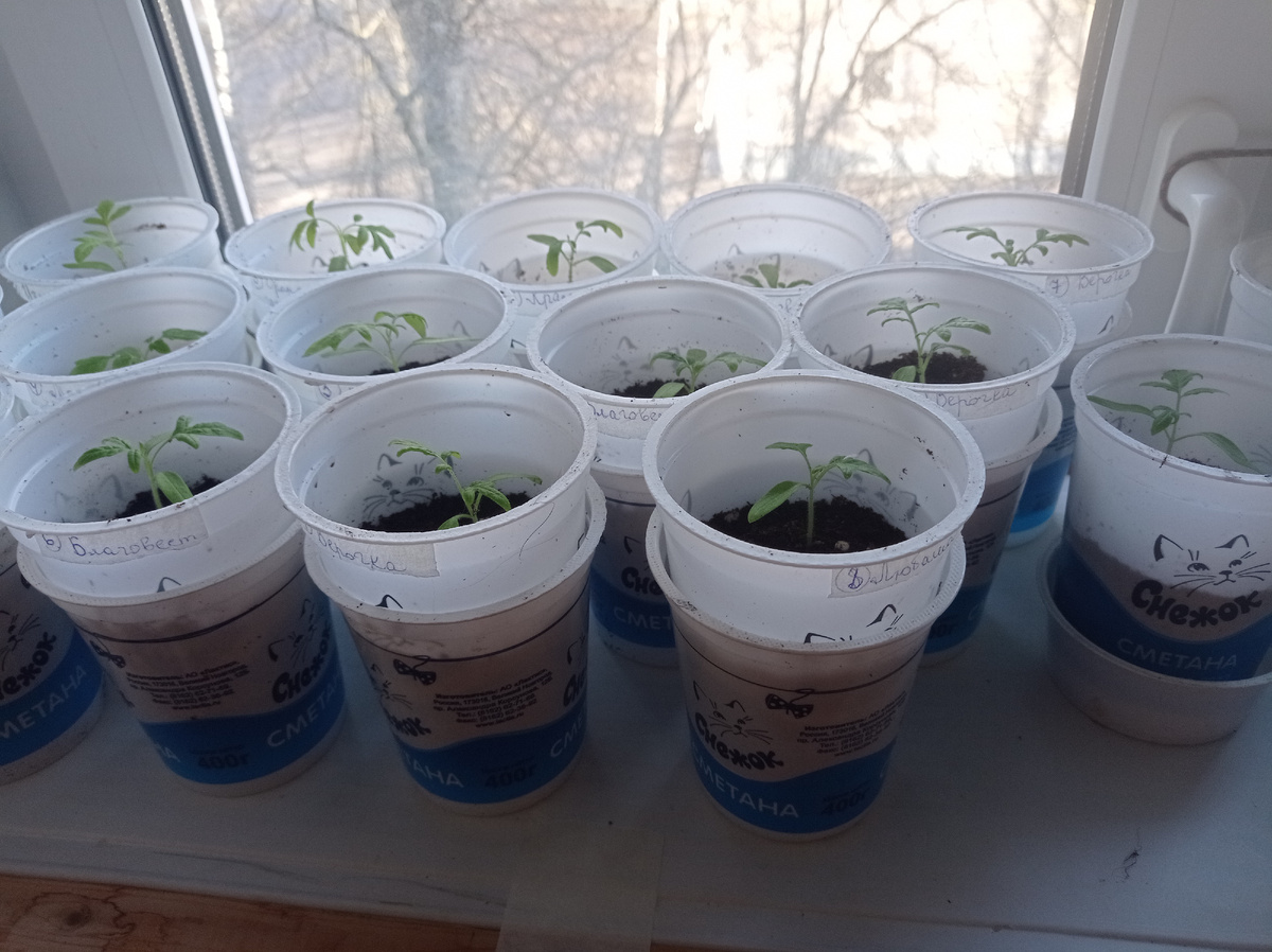 Это мои томаты на втором этаже