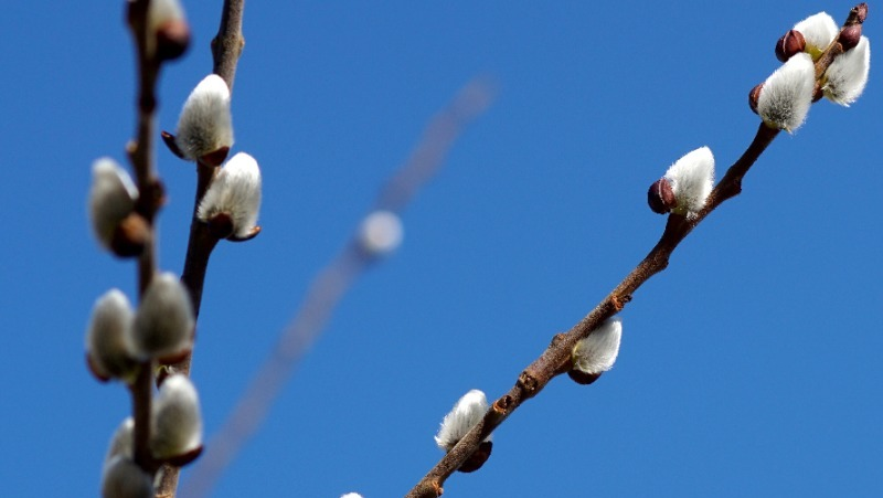 Фото: pxhere.com