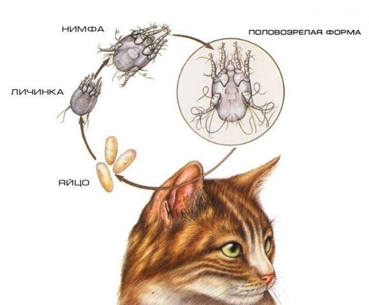 Цикл развития Otodectes cynotis