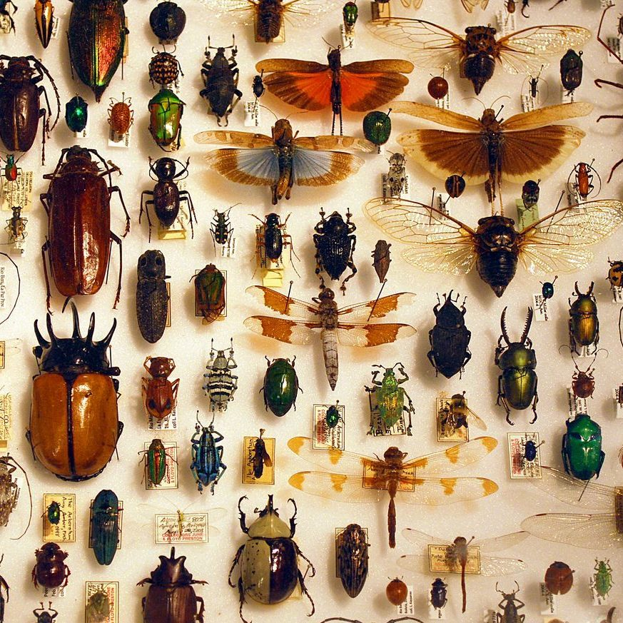 Насекомые в ассортименте!