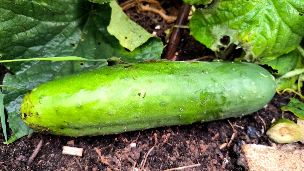    Фото: Maksim Konstantinov/Globallookpress