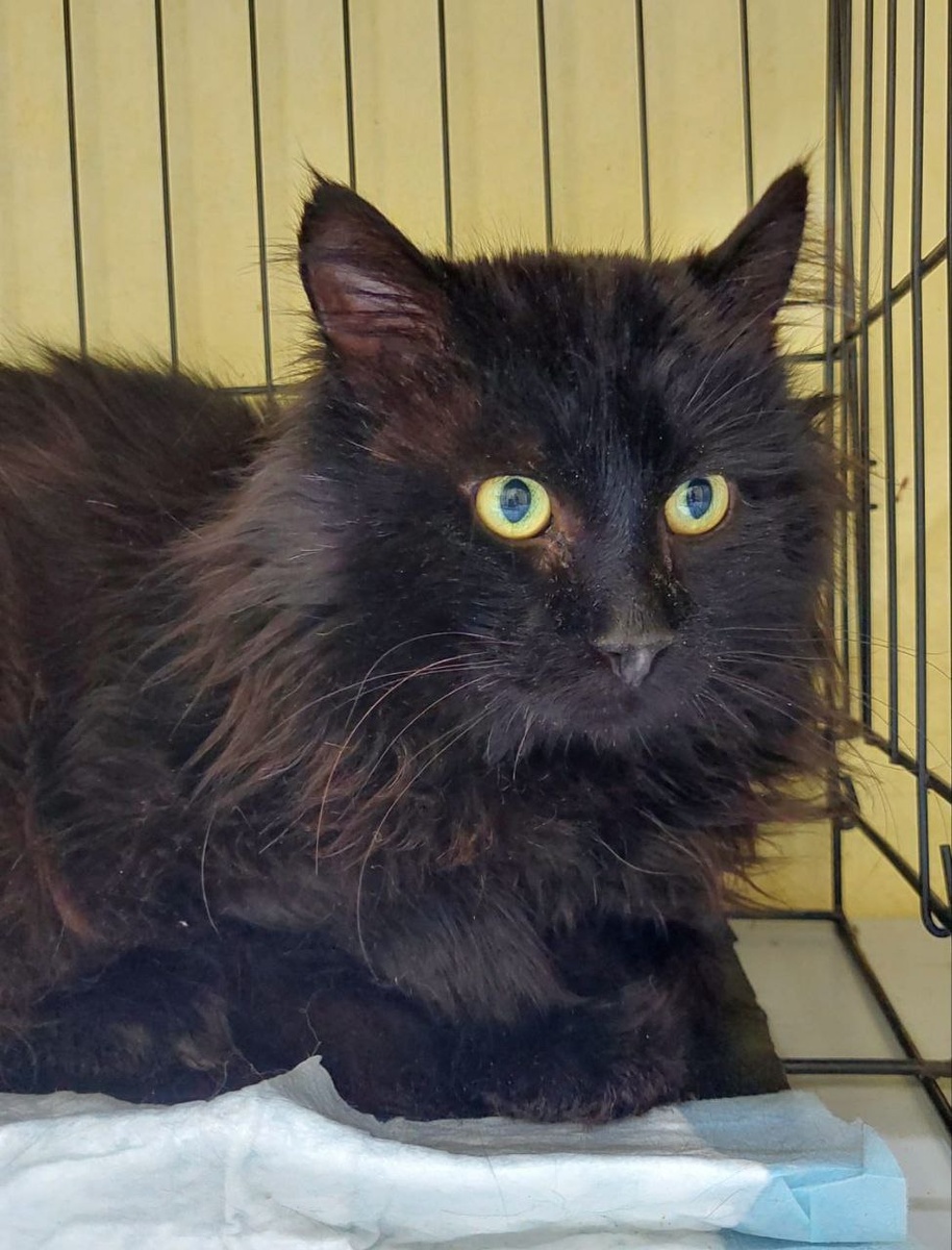 Красавец Флинт