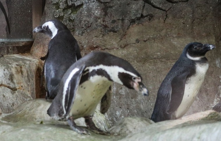    Сергей Булкин/NEWS.ru