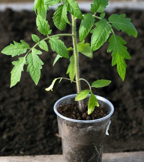 Желтые листья на томатах: 4 элемента - причины хлороза. Моя томатная шпаргалочка: чего не хватает рассаде