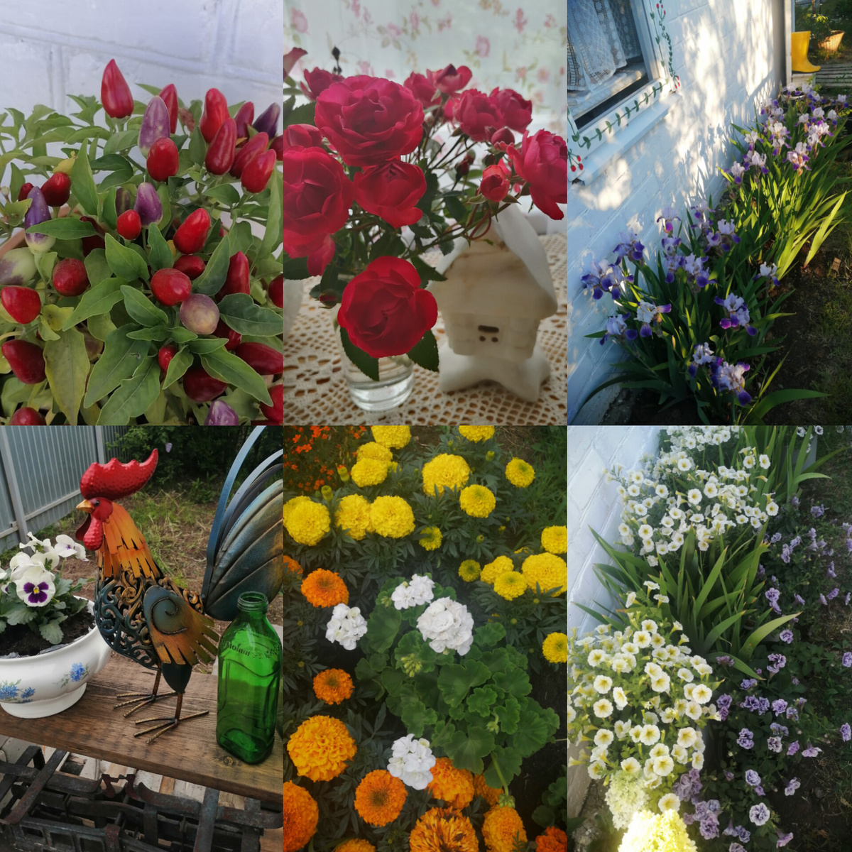 Коллаж Елены Г.