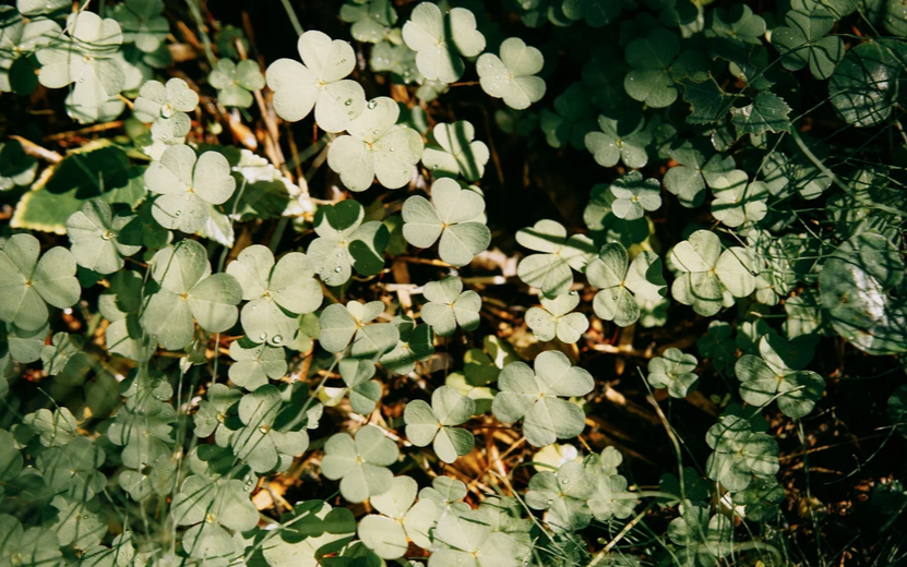 Гороскоп везения и удачи – каким знакам благоволят звезды на неделе с 7 по 13 апреля 2025 года