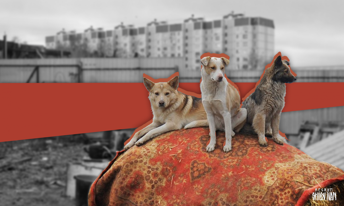    Бездомные собаки / Источник: Иван Шилов © ИА REGNUM