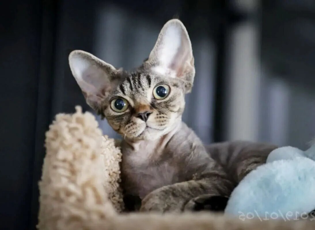 Фото с интернета.