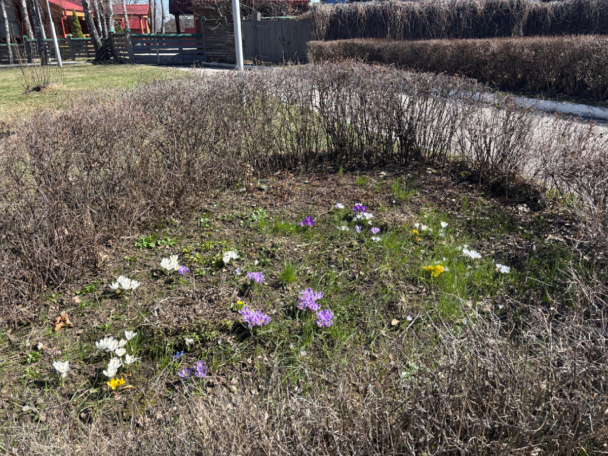 Первоцветы.