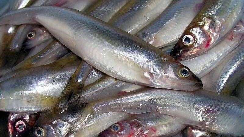     Источник: Росрыболовство