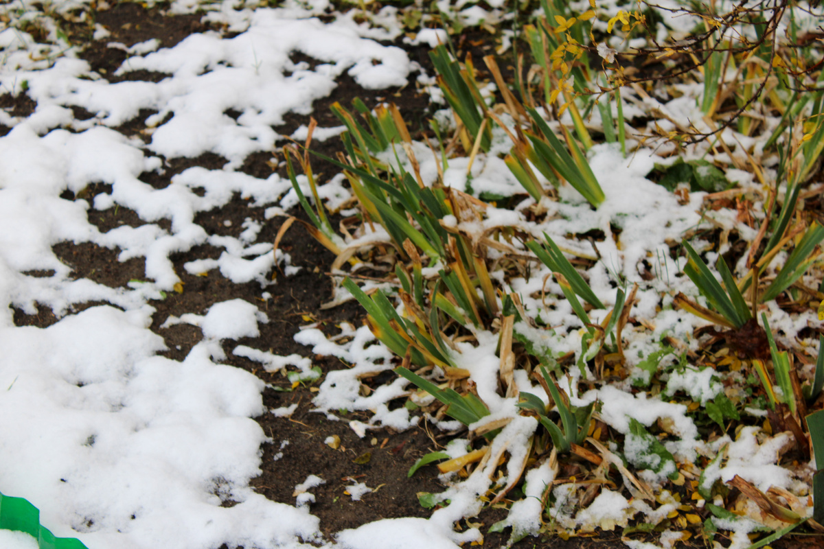 К четвергу регионе завалит снегом.  Фото: Фото: ФедералПресс / Ксения Кобалия