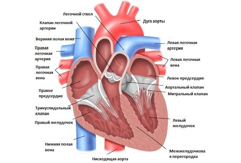 на данном изображении схематично изображены основные структуры серцда