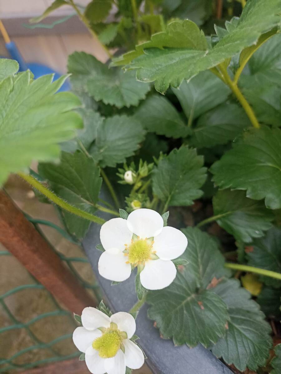 Моя клубничка, количество цветов обещает шикарный урожай!