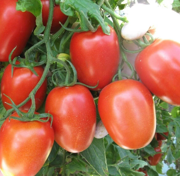 16 лучших сортов помидоров для посева в апреле - Сорт помидоров Рома 