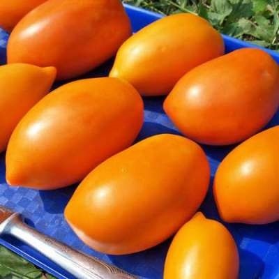 16 лучших сортов помидоров для посева в апреле - Сорт помидоров Золотой Кенигсберг