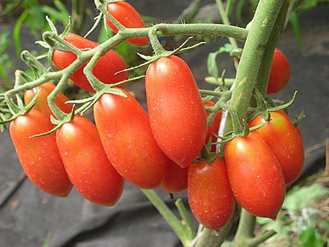 16 лучших сортов помидоров для посева в апреле - Сорт помидоров Сан Марцано