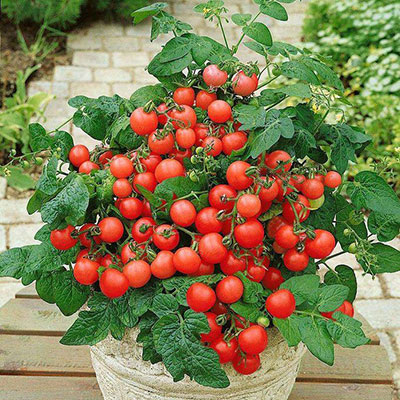 16 лучших сортов помидоров для посева в апреле - Сорт помидоров Балконное чудо