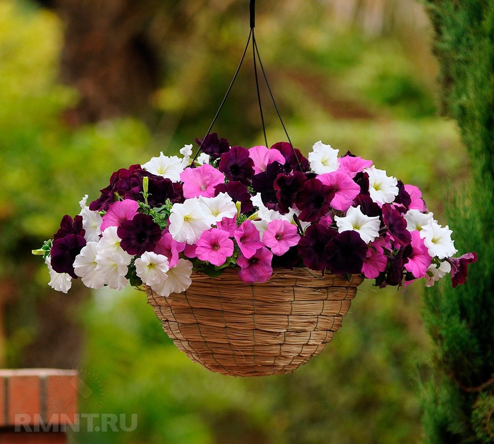   Фото dubabah.club