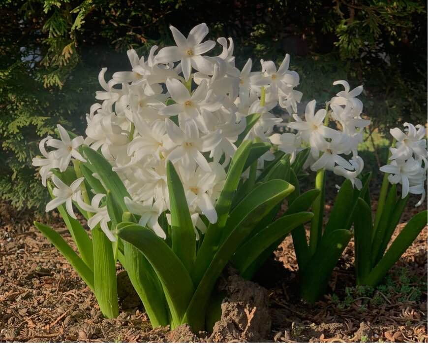 Белоснежные гиацинты символизируют обновление и надежду. Фото автора канала