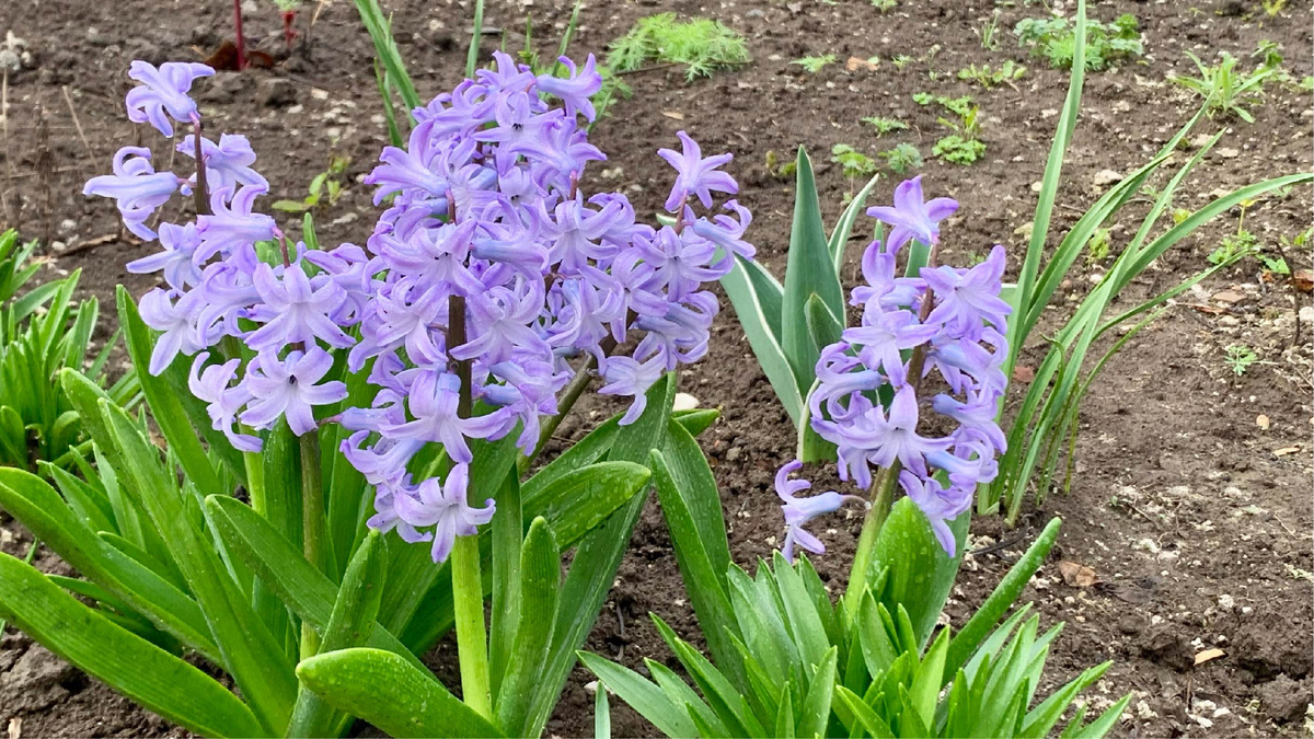 Сиреневый туман гиацинтов. Фото автора канала