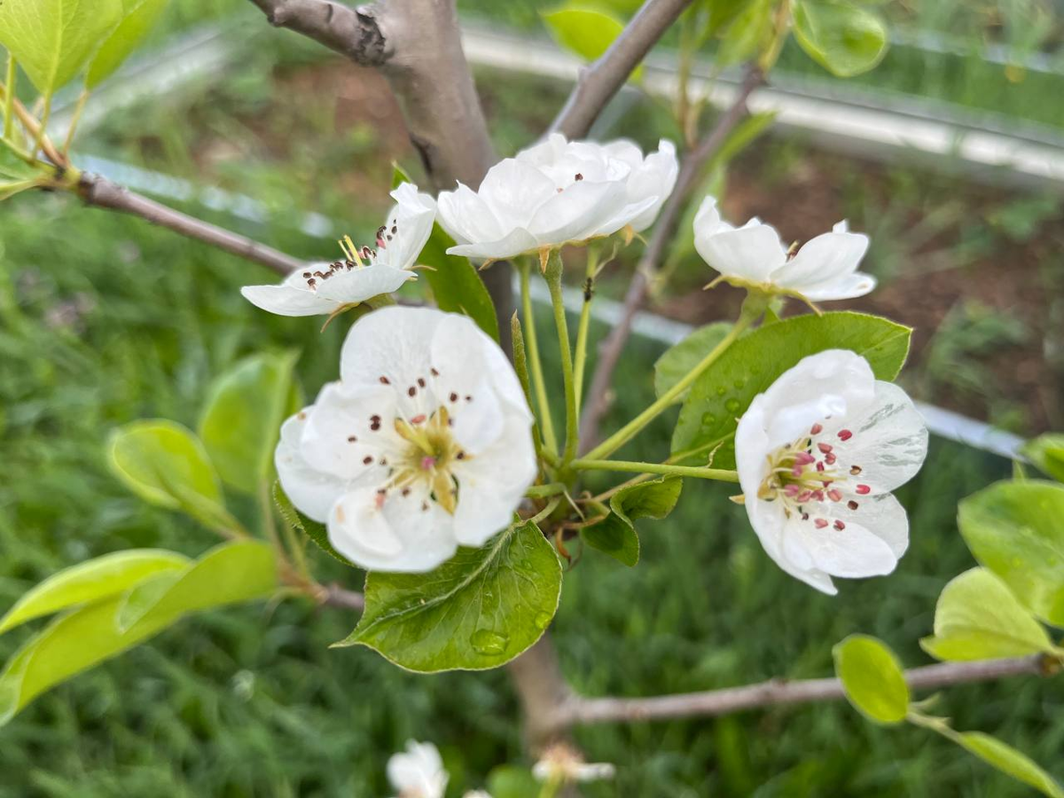 груша цветет