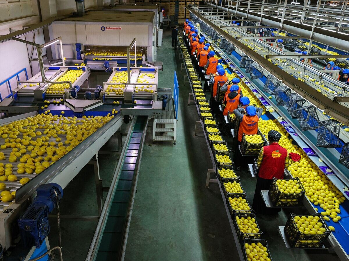    Линия по переработке и упаковке лимонов на предприятии в Измире, Турция© Getty Images / Anadolu / Emin Menguarslan