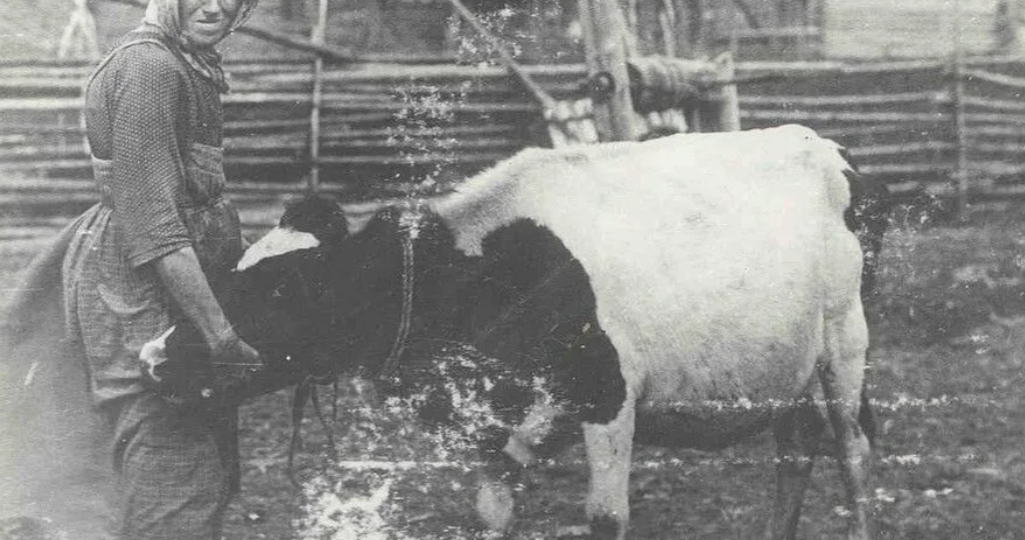 Почему на Руси не принято было есть телятину