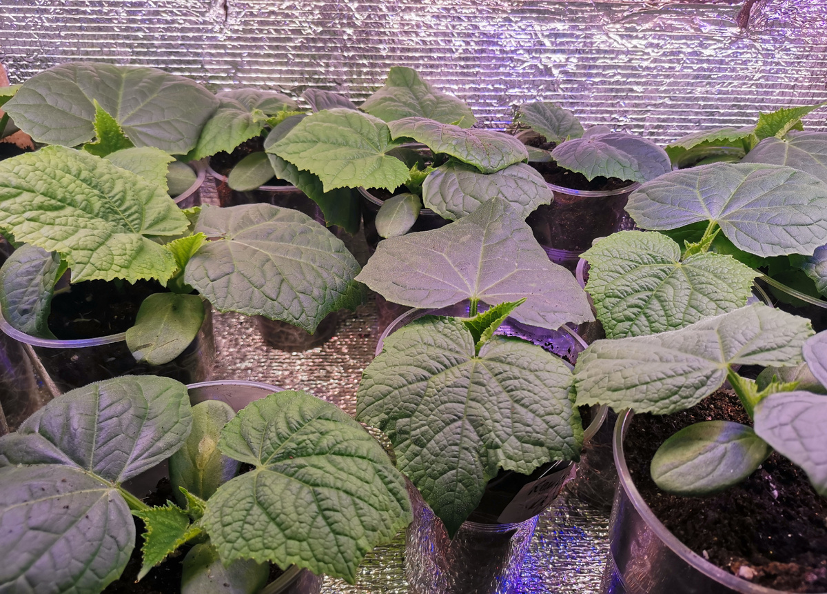 Под лампой рассада получается очень красивой 😍