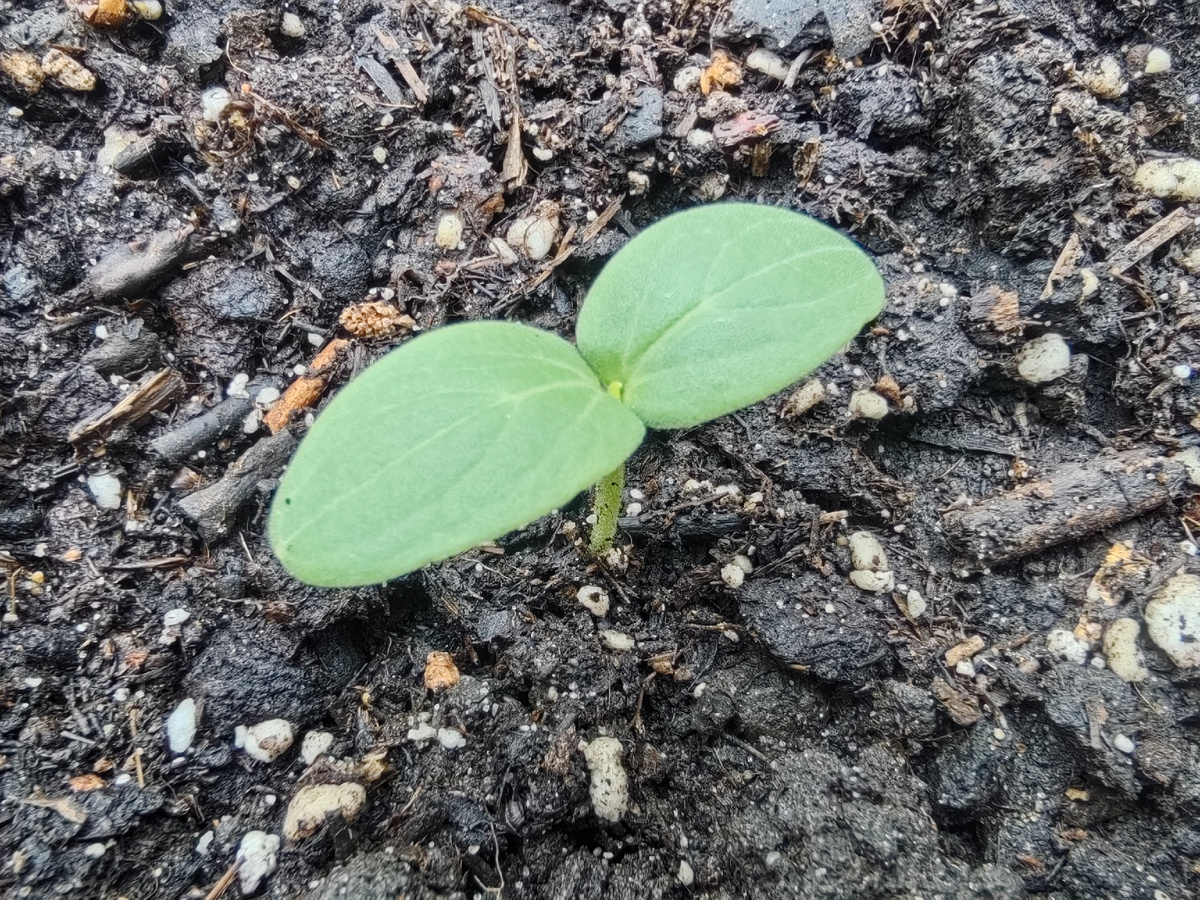 В грунте огурцы более коренастые. Не тянутся. 