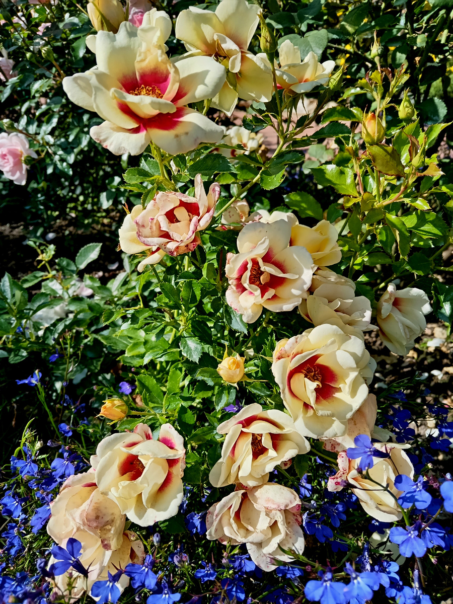 Глориус Бабилон Айс