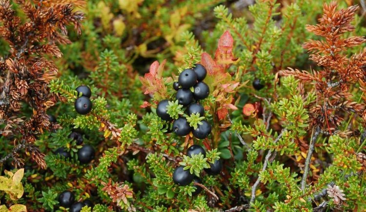    Шикша на северных территориях вытесняет чернику и бруснику с эффектом зеленой пустыни